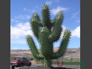 Cactus I